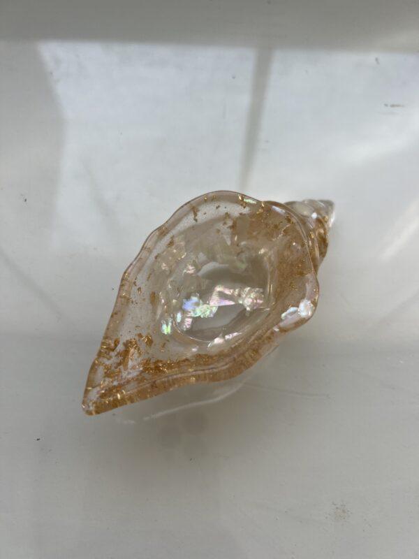 Caracola Nacarada - Imagen 3
