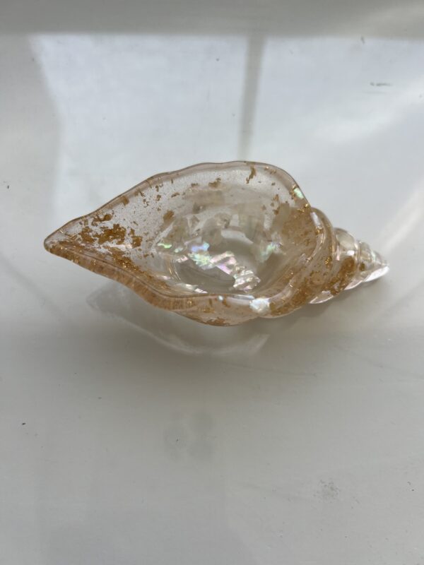 Caracola Nacarada - Imagen 2
