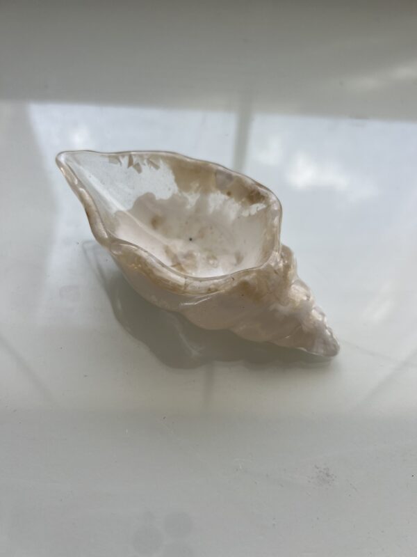 Caracol Blanco - Imagen 2