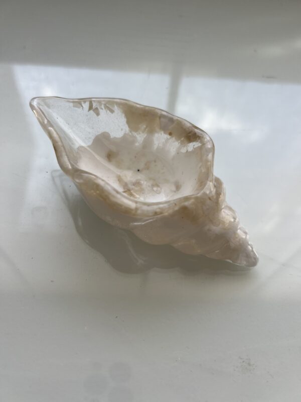 Caracol Blanco - Imagen 3