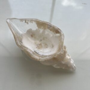 Caracol Blanco