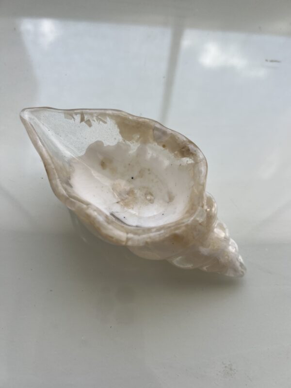 Caracol Blanco